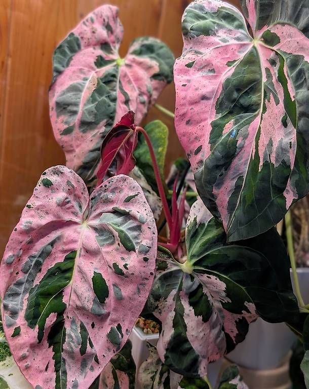 Piante & sementi: Anthurium 'Hot Barbie' Pink Variegata – Nuovo (secondo la descrizione) da Faulensee venduto da plantmama 6