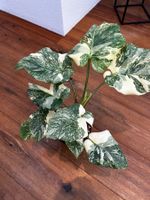Monstera Thai Constellation💚