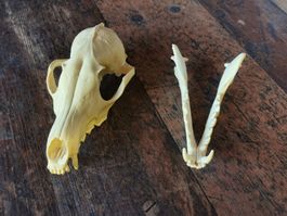 Tierschädel Replica Nachbildung Fuchsschädel