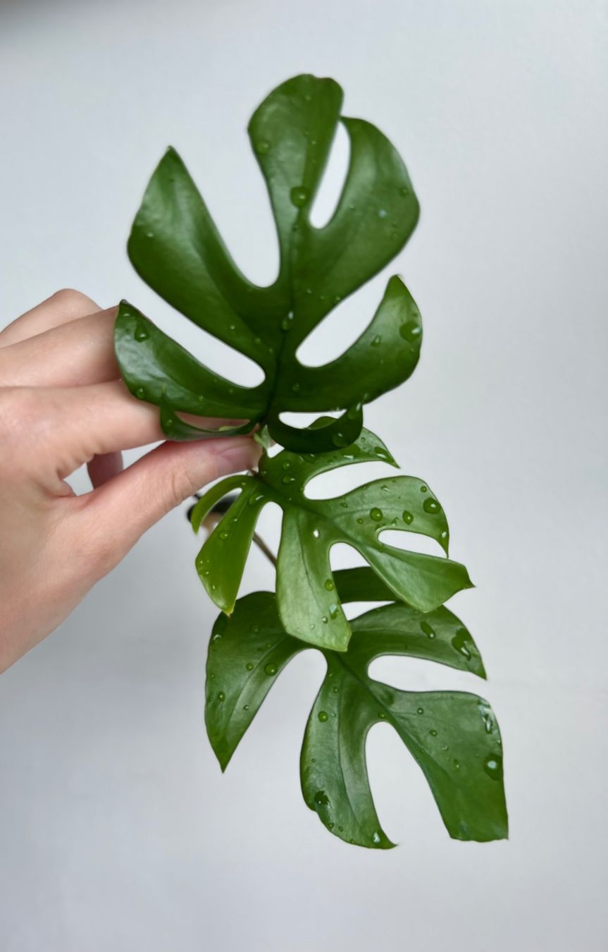 Piante & sementi: Monstera minima Kopfsteckling🔥 – Usato da Glattpark(Opfikon) venduto da ste_n99y 2