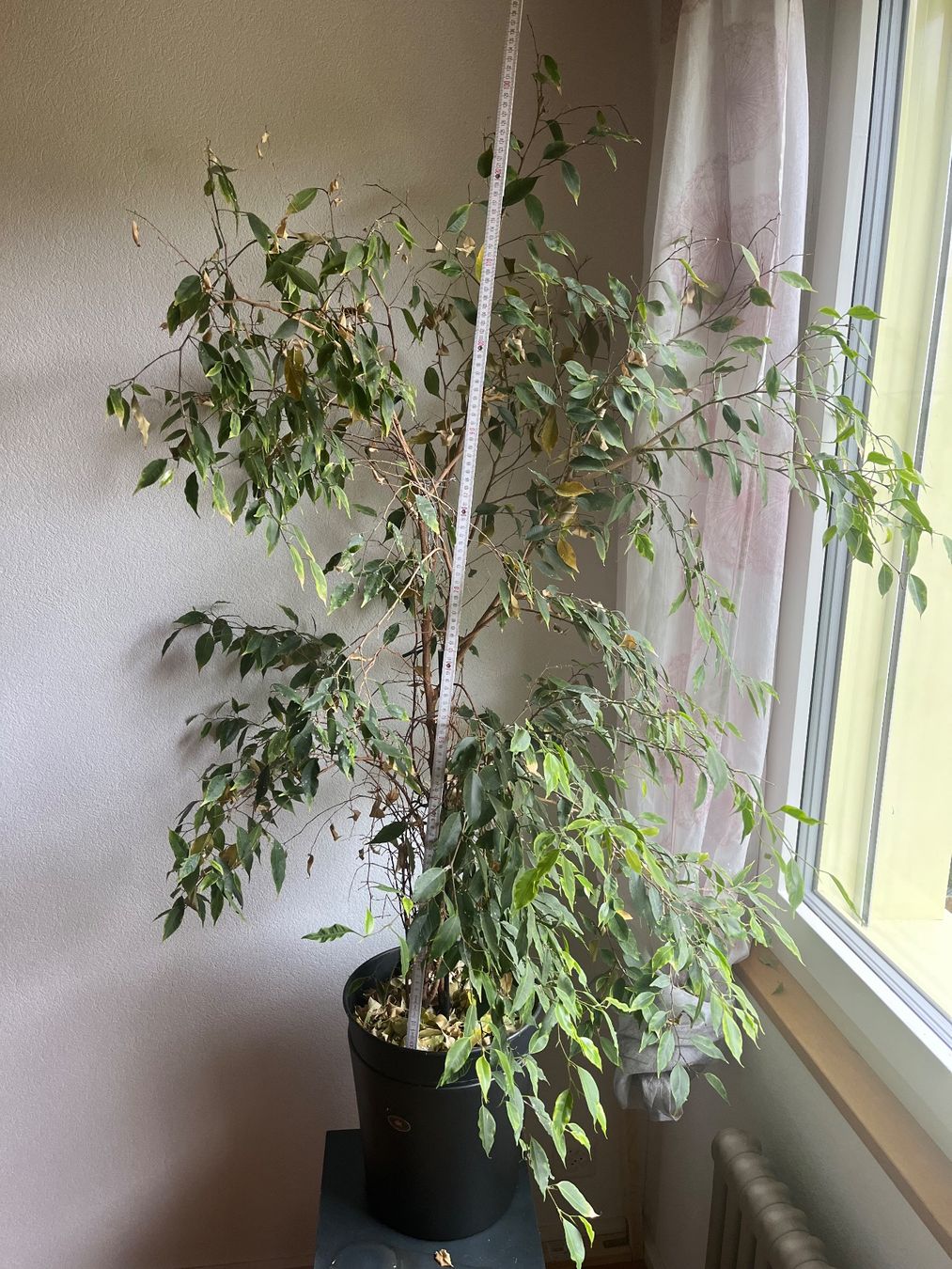 Pflanzen & Samen: Ficus Benjamina inkl. Topf – Gebraucht aus Hittnau von gaba04