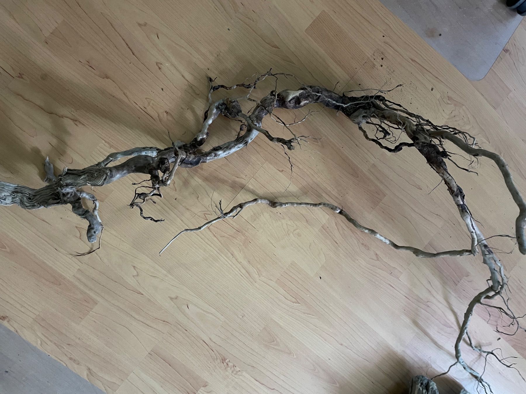 Tutte le decorazioni: Branches de tout types pour terrarium – Usato da Monthey venduto da rma_m72q 6
