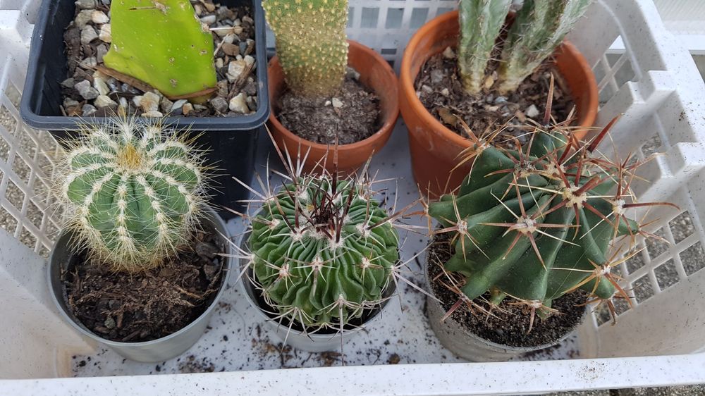 Kaktus Verschiedene Cactus Im Starterset Kaufen Auf Ricardo