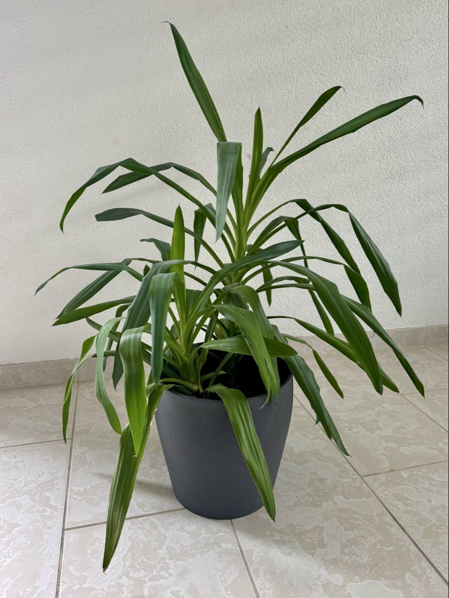 Piante & sementi: Yucca plant- 2 plants in one pot – Usato da Bülach venduto da Bloom_Witch