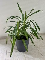 Yucca plant- 2 plants in one pot