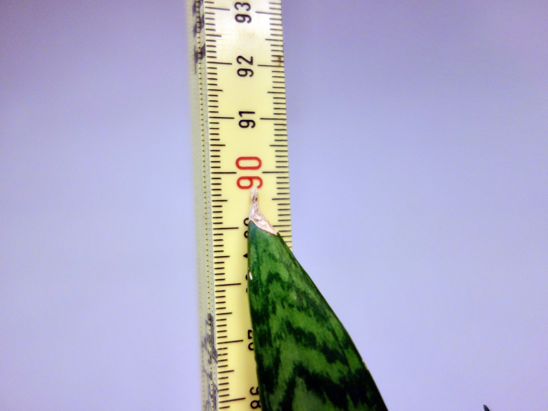 Piante & sementi: Bogenhanf Sansevieria Trifasciata – Nuovo (secondo la descrizione) da Kerzers venduto da zimmergruener 6