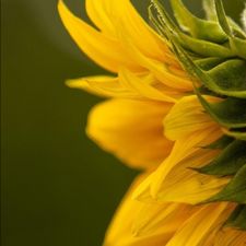 Profile image of Sunflower-12