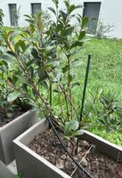 Glanzmispel Photinia