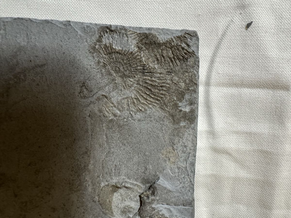 Fossili: Fossilienplatte – Usato da Gränichen venduto da onkel_xxl 5