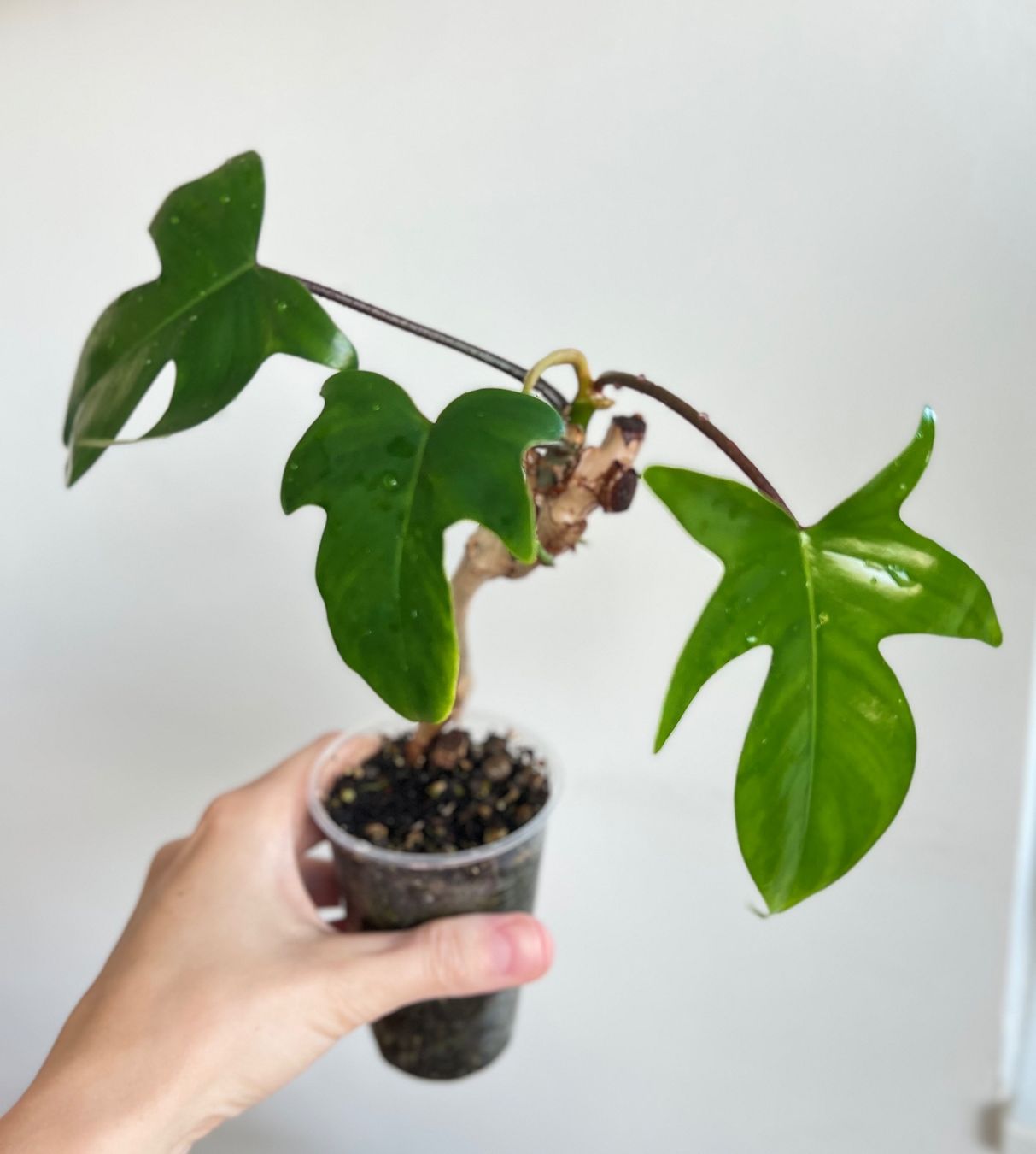 Plantes & graines: Philodendron Florida💚 – D'occasion à Glattpark(Opfikon) par ste_n99y