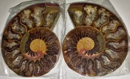 GUT ERHALTENE FOSSILE-AMMONITEN-PAAR-7,5 CM-150MIO.JAHRE ALT
