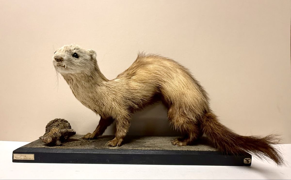 Monde des animaux: Tierpräparat ILTIS – D'occasion à Bern par felberunderground