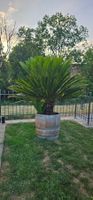 Japanischen Palmfarn inklusive Eichenfass