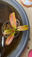 Plante carnivore tropicale Nepenthes Fleischfressende Pflanz