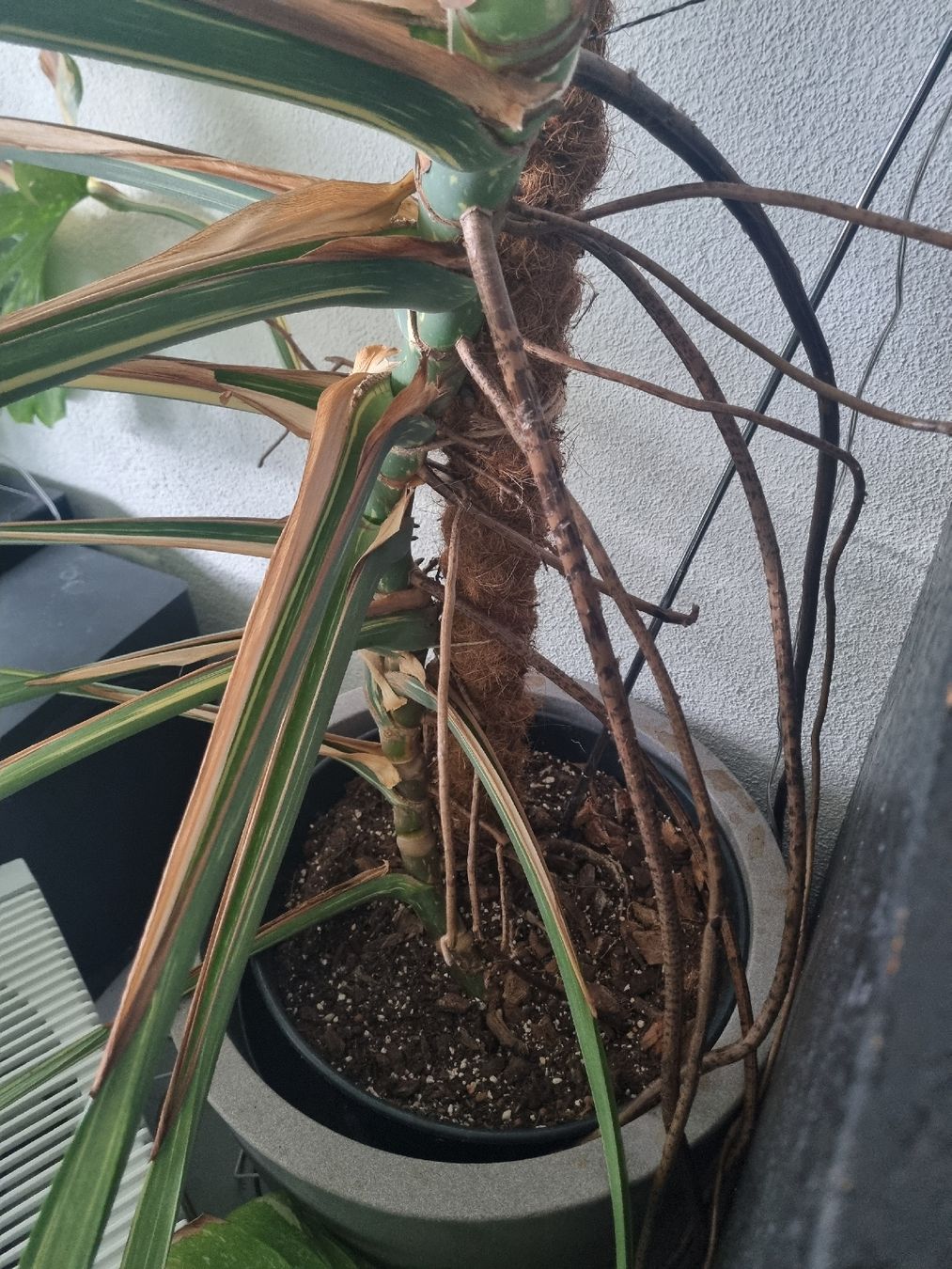 Piante & sementi: Grosse Monstera Thai Constellation – Usato da Geroldswil venduto da Fant24 2