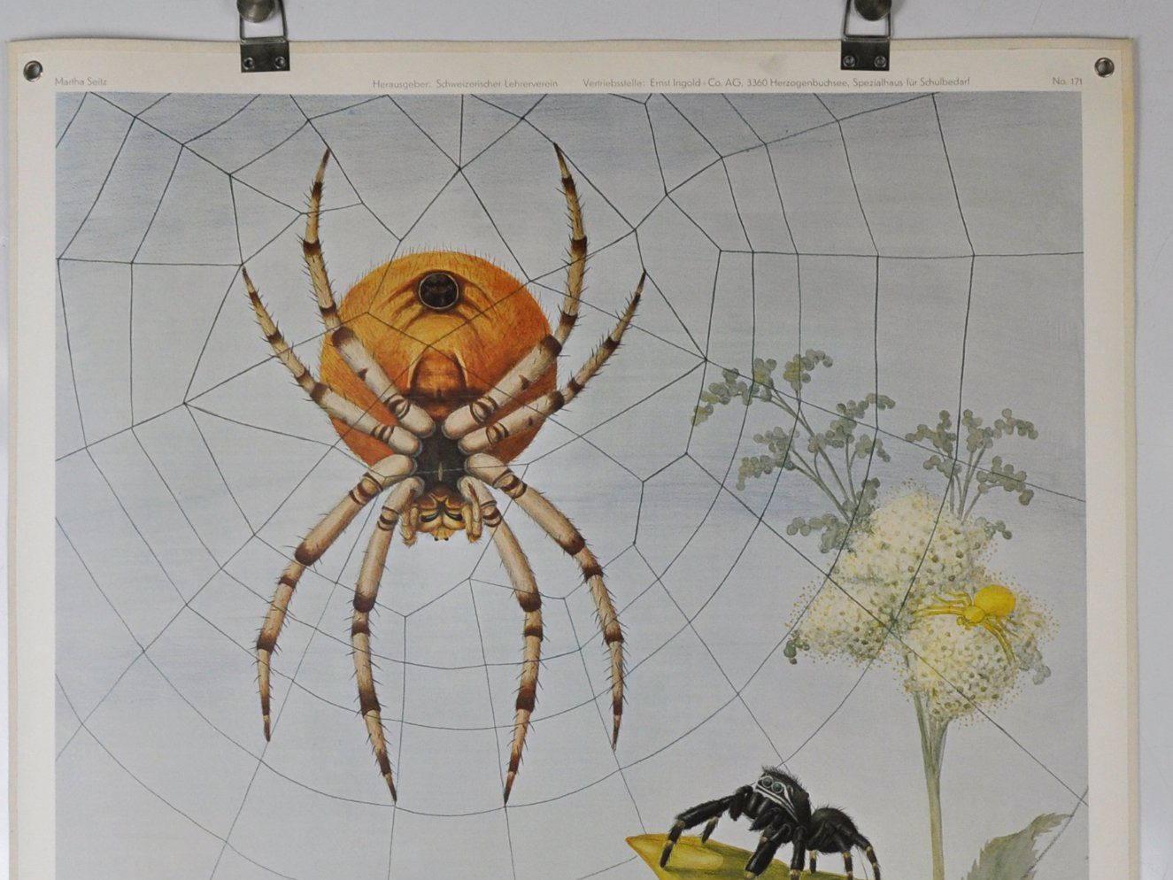 Poster & Bilder: Schulwandbild Spinne -  Spinnen Marta Seitz #engels – Gebraucht aus Härkingen von sammelbecken 1