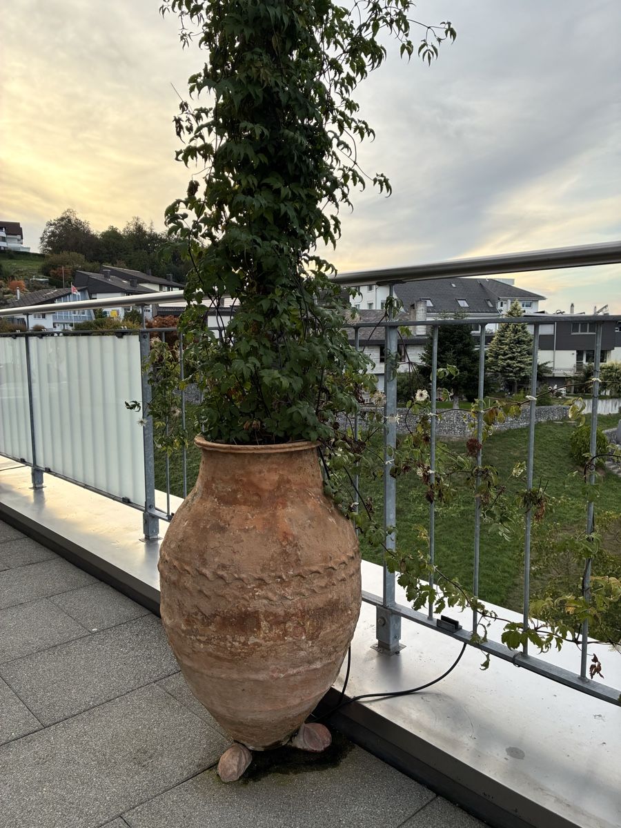 Plantes & graines: Alpenwaldrebe in Amphore – Neuf (Voir description) à Altendorf par Monteiroastrild 1