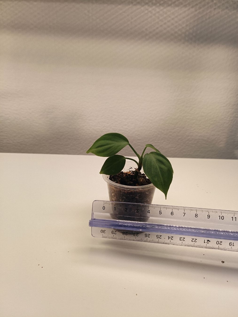 Plantes & graines: Philodendron unbekannt – D'occasion à Luzern par sann2 1