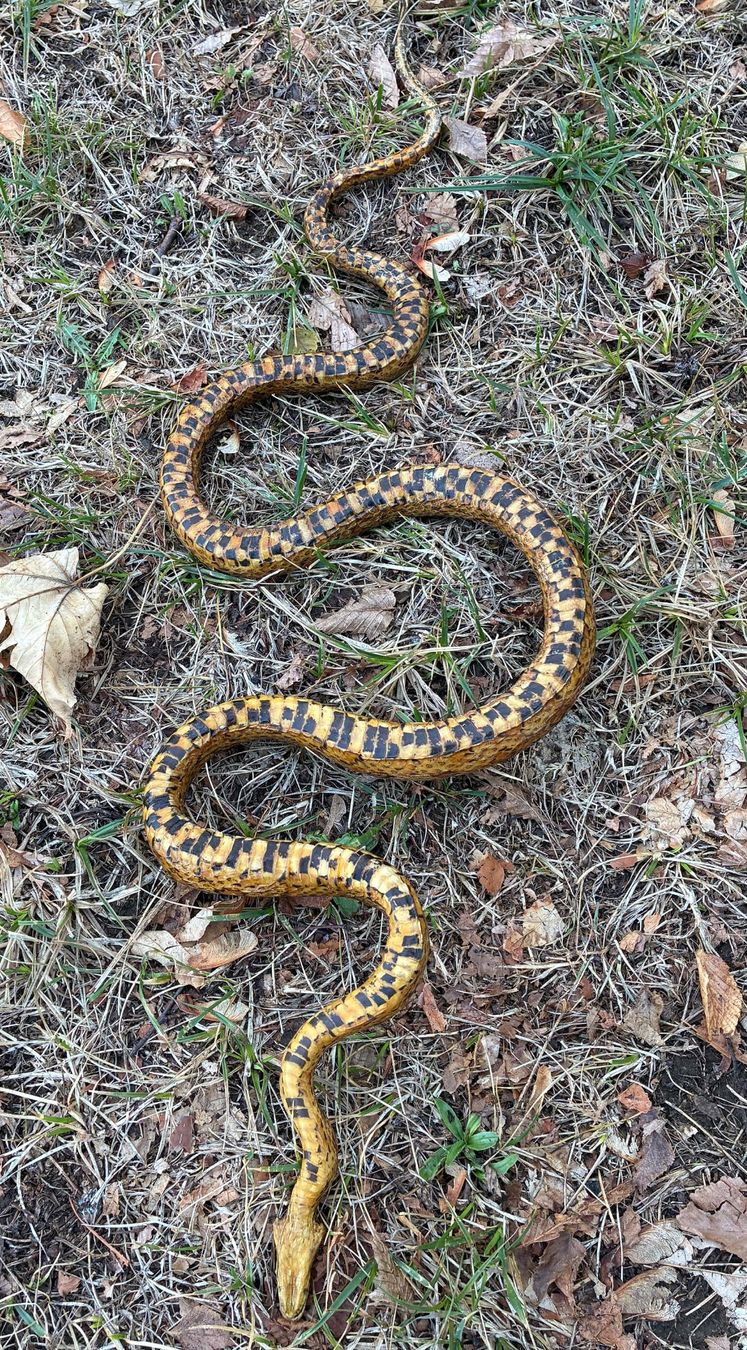 Il mondo degli animali: Echte Schlange – Usato da Bäretswil venduto da robsonantik 5