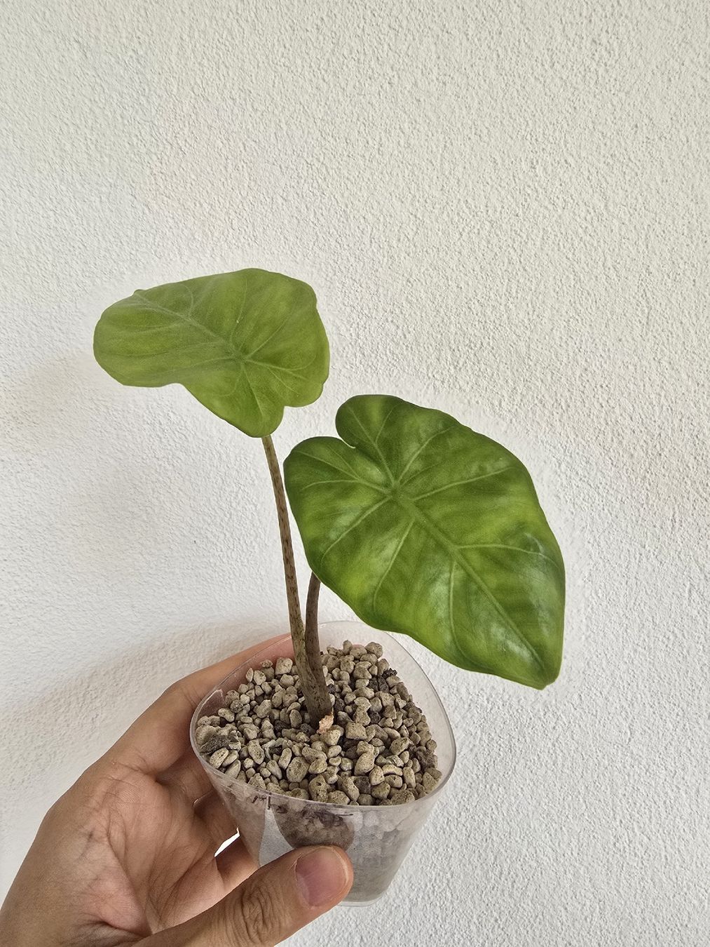 Piante & sementi: BABY Portodora Alocasia – Usato da Nidau venduto da lena_yellow 5