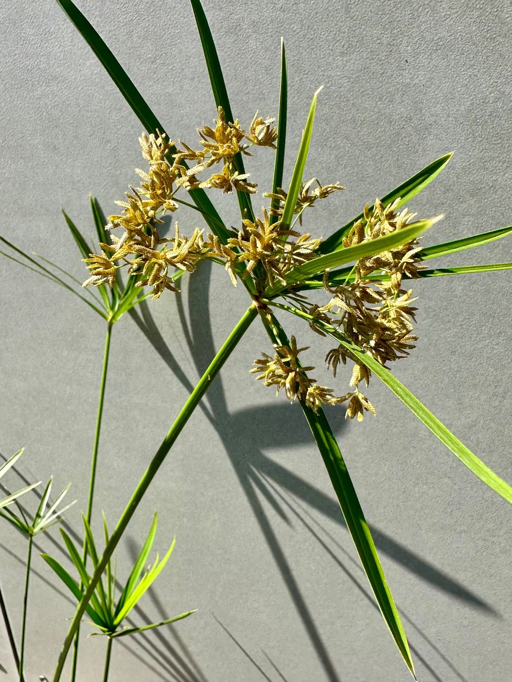 Plantes & graines: PAPYRUS STECKLING – D'occasion à Zürich par NIKI777 3