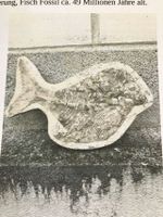 Fisch Fossil, perfekt erhalten, ca. 49 Millionen Jahre alt.