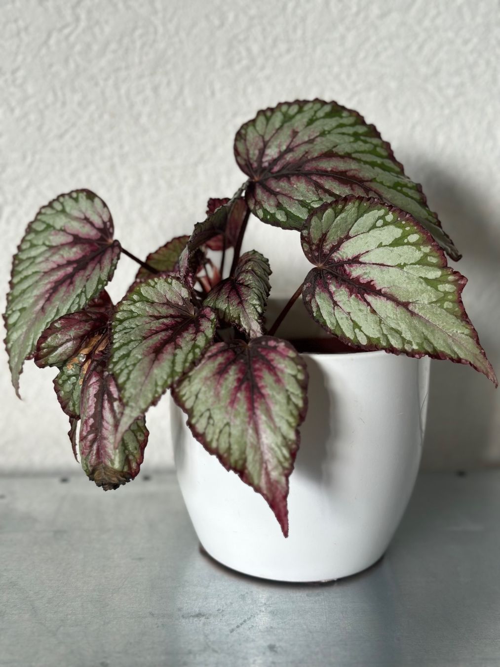 Plantes & graines: Begonia Rex – D'occasion à Zürich par ong8 1