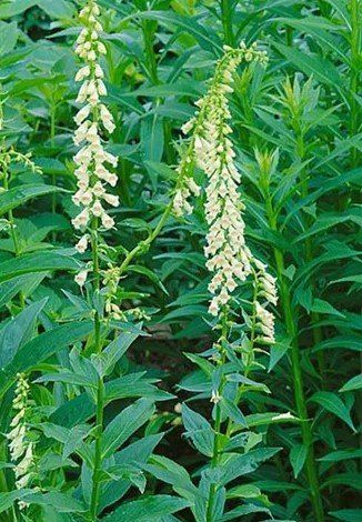 Piante & sementi: Gelber Fingerhut, Digitalis lutea, ca.50 Samen – Nuovo (secondo la descrizione) da Zürich venduto da t24_de
