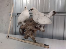 Präparierte Schneehühner auf Wurzelholz, Paar
