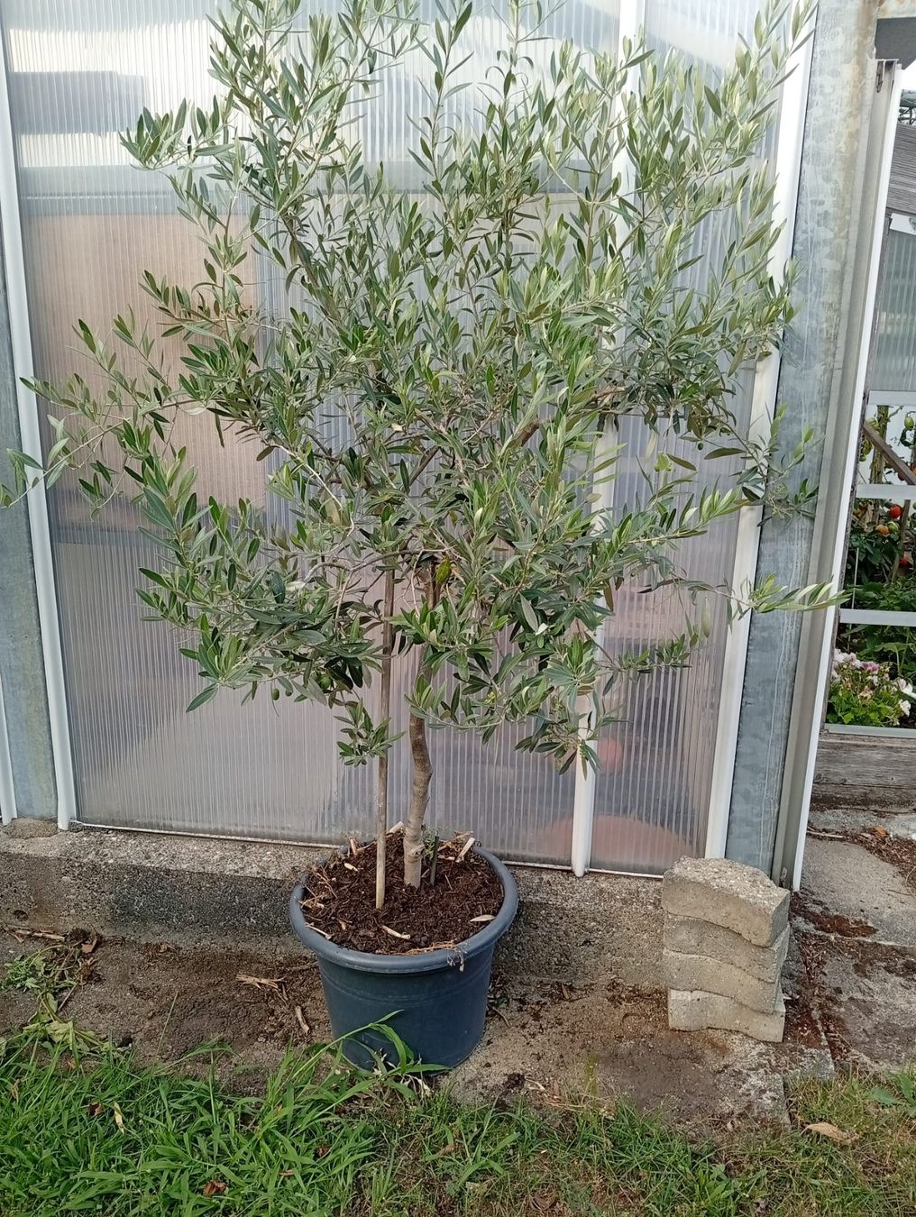 Plantes & graines: Olivenbaum – D'occasion à Langenthal par Shadowman01 1