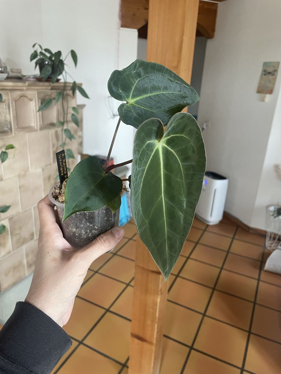 Piante & sementi: Anthurium Hybrid – Usato da Subingen venduto da arwen80 1