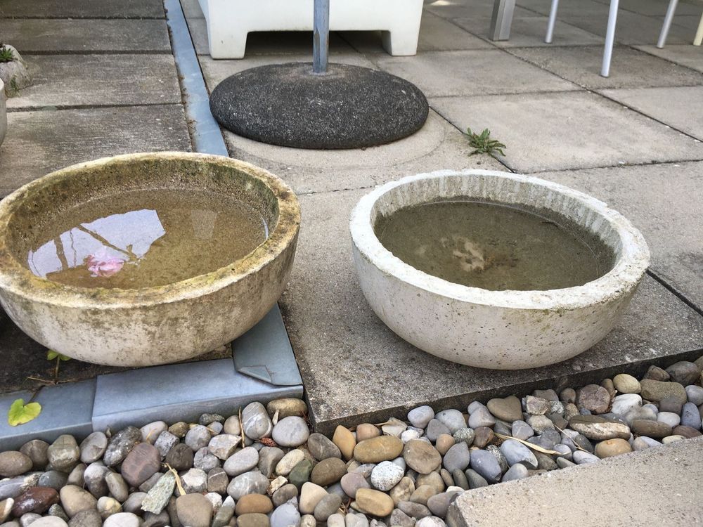 Betonschale Vogeltränke Igel Vogel Teich Kaufen auf Ricardo