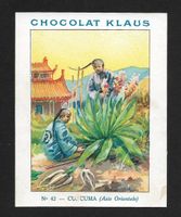 Carte Correspondance Chocolat Klaus, CURCUMA (1930s)