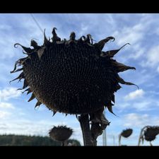 Profile image of PapaLapap39