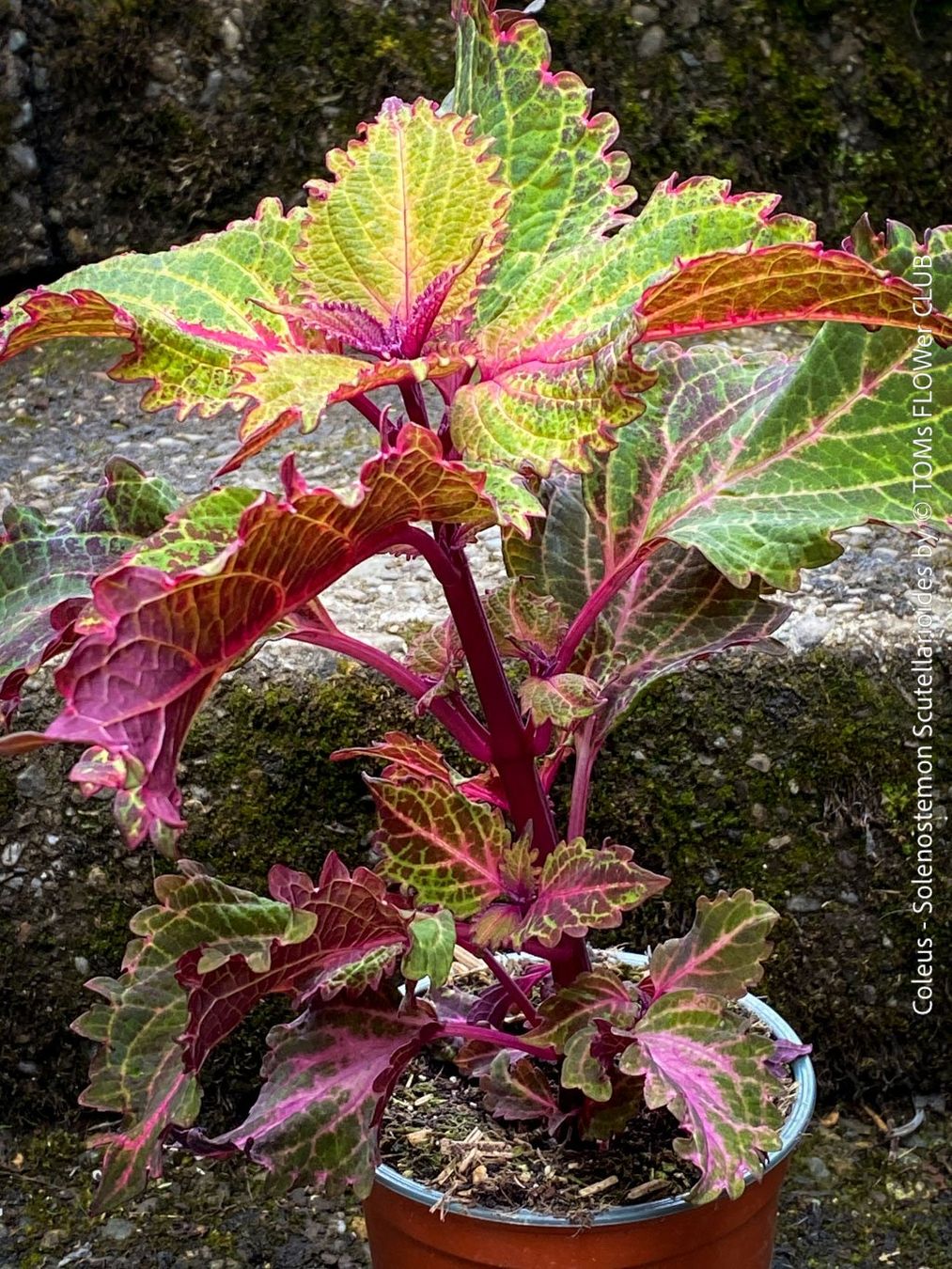 Pflanzen & Samen: Buntnessel - Coleus - rund 60cm Stämmchen – Neu und originalverpackt aus Adliswil von astom369 8