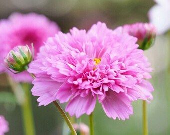Pflanzen & Samen: 50 Samen Schmuckkörbchen DOUBLE DUTCH ROSE – Neu (gemäss Beschreibung) aus Ehrendingen von VerveinaSamen 3