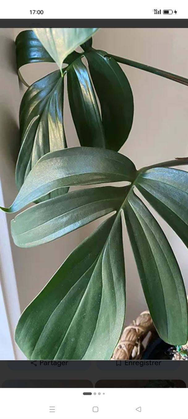 Piante & sementi: monstera decruciva (queue de dragon) – Nuovo e nell'imballaggio originale da St-Aubin-Sauges venduto da may_2yrv 1