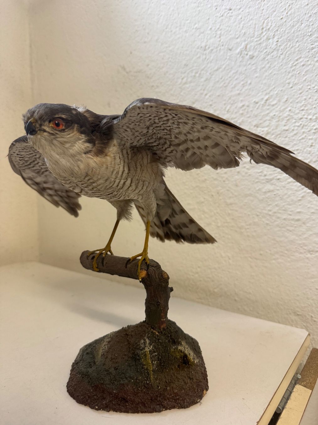 Welt der Tiere: Präparat Sperber / Accipiter nisus – Gebraucht aus zürich von goldklumpen