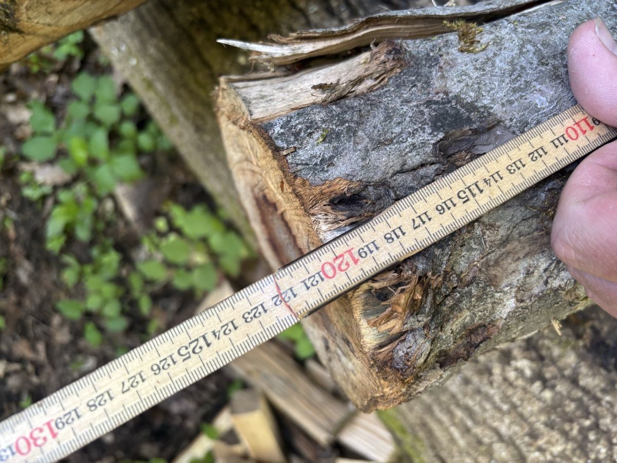 Articoli in legno: 2 Obstbaumstämme – Usato da Wil SG venduto da mario.wick 2