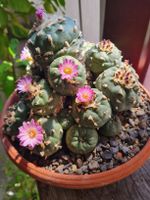Lophophora Jourdaniana wurzelecht & blühend - 1990er