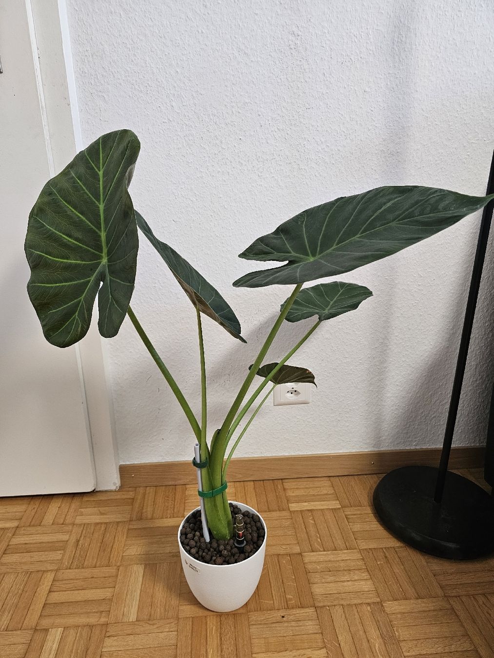 Piante & sementi: Grosse Mutterpflanze Alocasia Regal Shields – Nuovo (secondo la descrizione) da Utzenstorf venduto da Dac_mk