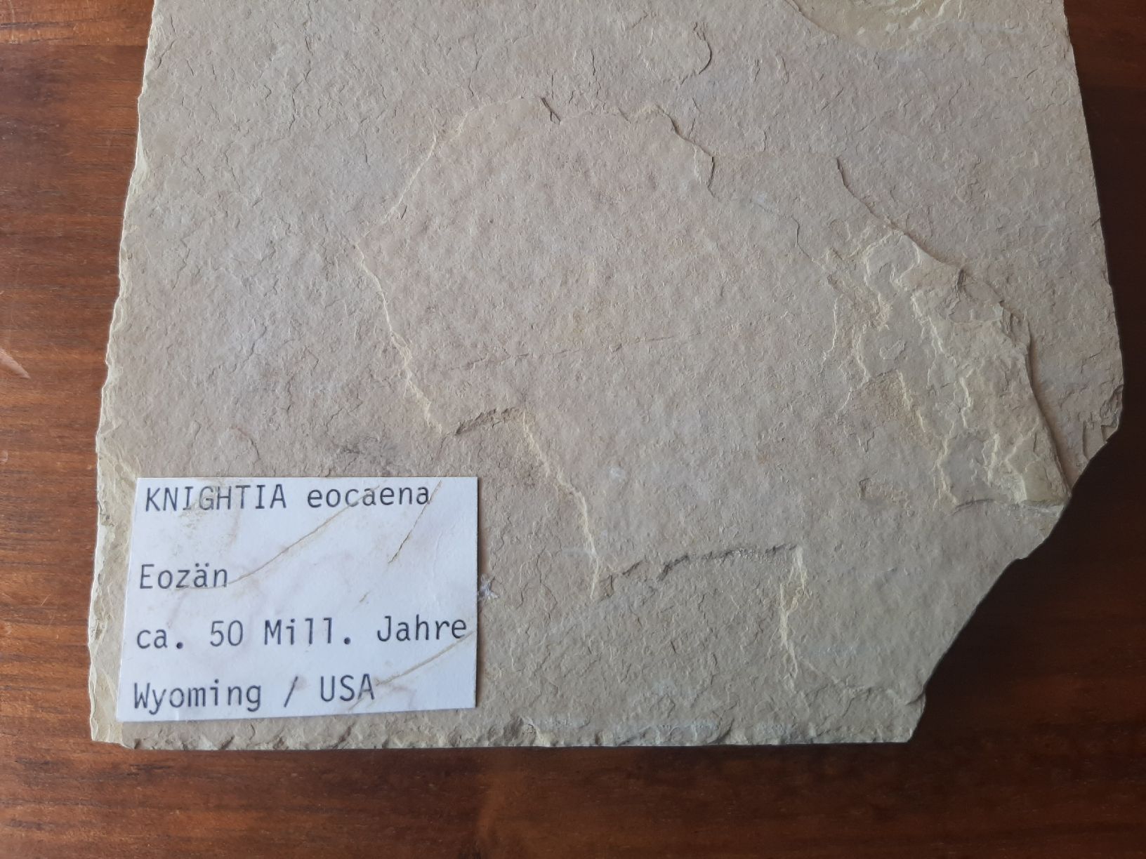 Fossili: 3 fossile Fische USA – Usato da Rickenbach BL venduto da Oktober68 4