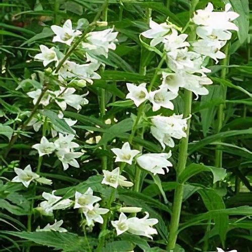 Piante & sementi: Glockenblume, Campanula trachelium, ca.30 Samen – Nuovo (secondo la descrizione) da Zürich venduto da t24_de