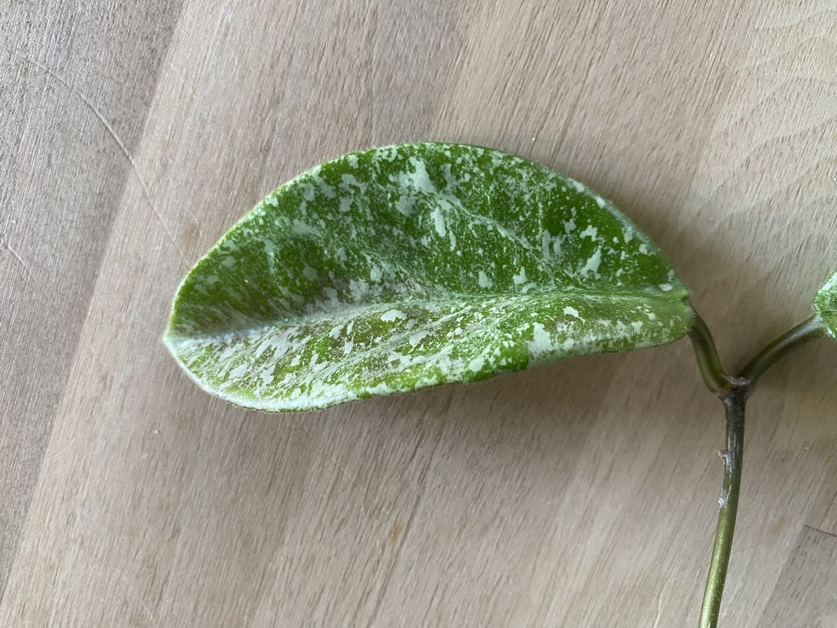 Plantes & graines: Ableger Hoya Nova Ghost – Neuf (Voir description) à Alchenflüh par smart- 2