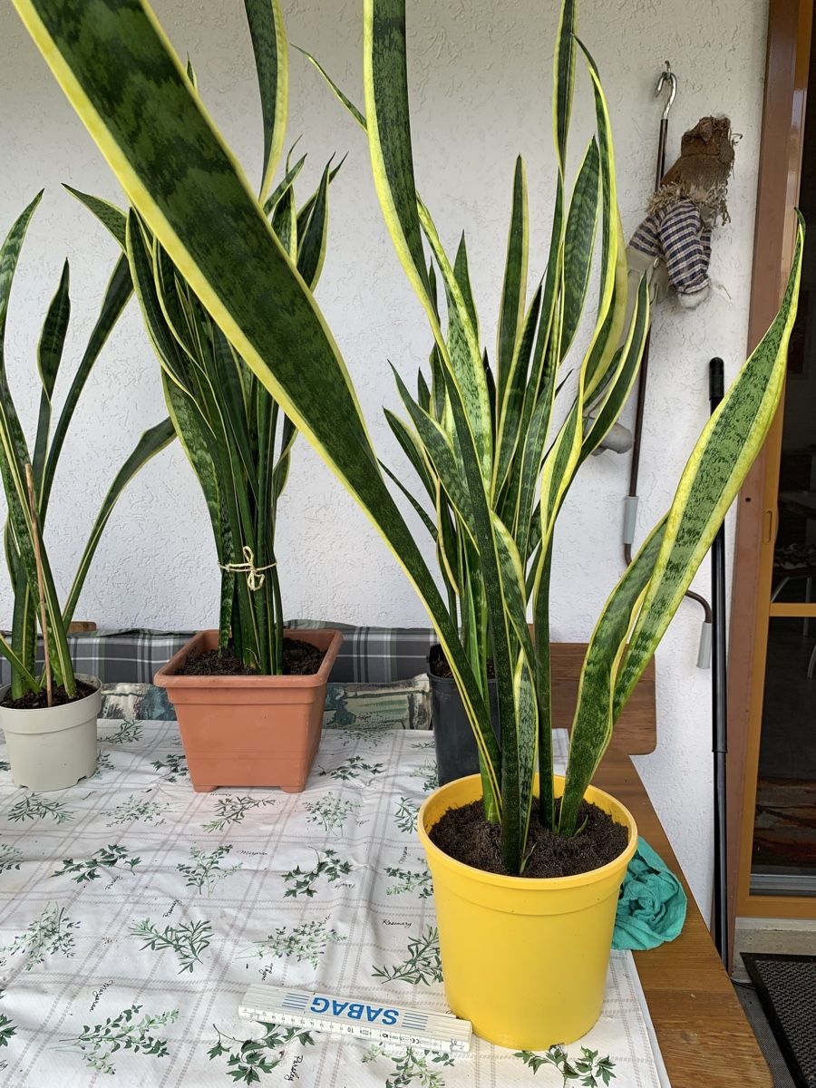 Bogenhanf/Sansevieria, pflegeleicht, gross, ab sofort! (Gebraucht) in  Bretzwil fr CHF 16  nur Abholung auf Ricardo kaufen