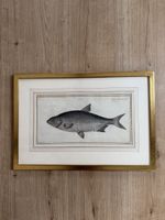 Antiker Kupferstich Fisch, 55 x 37.5