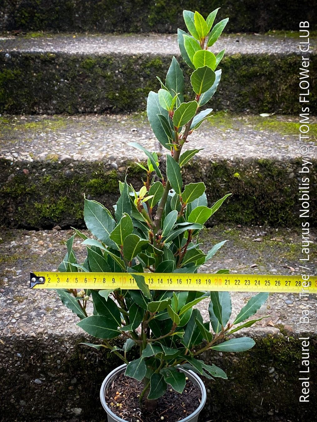 Piante & sementi: Echter Lorbeer - Lorbeerbaum - Laurus Nobilis – Nuovo e nell'imballaggio originale da Adliswil venduto da asTOMas963 9