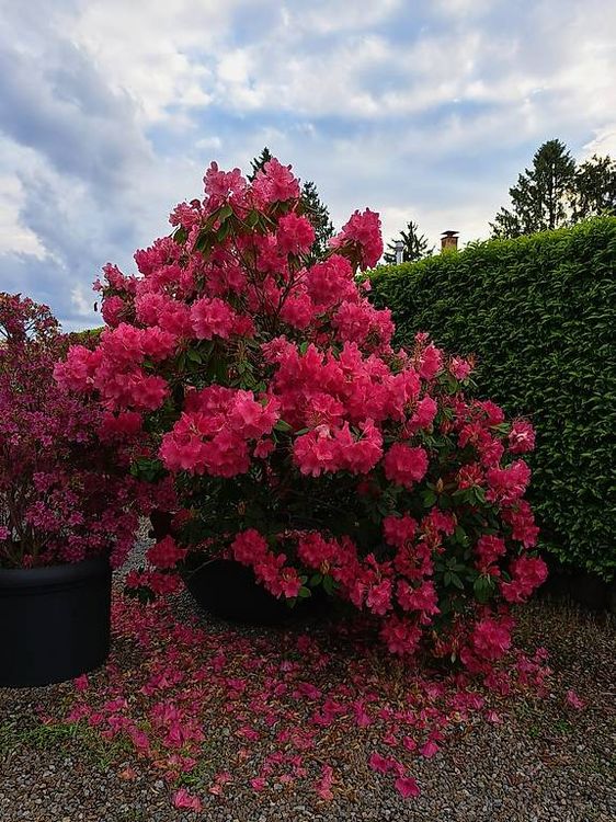 Rhododendron im Topf - Balkon/Gartenpflanze (D'occasion)  Mhlau pour CHF  700  retrait uniquement | Acheter sur Ricardo