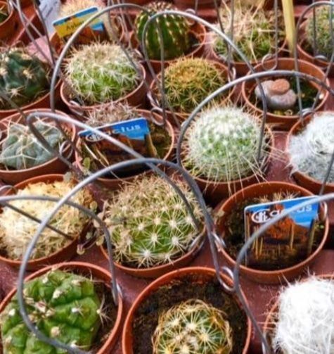 Pflanzen & Samen: 20 VERSCHIEDENE KAKTEEN COLLECTION – Neu und originalverpackt aus Rovio von POSITIFFARTandPLANTS 1