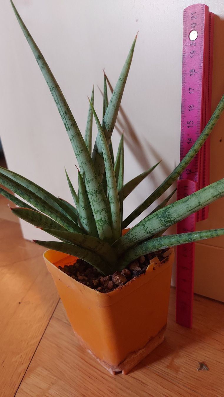 Piante & sementi: Sanseveria cylindrica / Bogenhanf – Nuovo (secondo la descrizione) da Thalheim venduto da silvara01 2